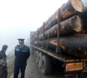 Încă doi hoţi de lemne au fost prinşi