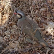Ghelean, cercetat după ce a împuşcat o POTÂRNICHE