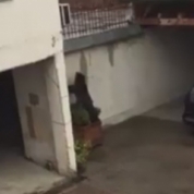 Autorităţile din Sibiu au ucis un urs care s-a plimbat prin centrul oraşului, timp de trei ore. În tot acest timp, animalul nu a putut fi tranchilizat, iar în cele din urmă, a fost împuşcat.